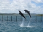 Sea lions and dolphins shows, naranjo Bay Aquarium, Holguin