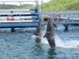 Sea lions and dolphins shows, naranjo Bay Aquarium, Holguin