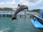 Sea lions and dolphins shows, naranjo Bay Aquarium, Holguin