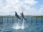 Sea lions and dolphins shows, naranjo Bay Aquarium, Holguin