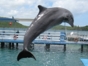 Sea lions and dolphins shows, naranjo Bay Aquarium, Holguin