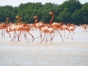 Birdwatching in Salinas de Brito