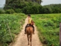 “Riding Viñales, Discovering the traditions and charms of the valley”