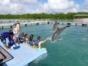 Interacting with the Dolphins at Cayo Guillermo dolphinarium
