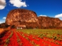 Tobacco plantation