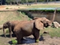 Cuban National Zoo-African prairie-Havana-Cuba