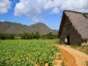 Tobacco plantations, Viñales Valley, Pinar del Río City