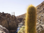 Cactus Valley, Antofagasta region, Chile