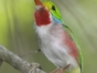 Cartacuba-“Birdwatching tour ”, Las Terrazas