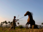 Horse-Havana-Cuba