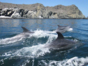 Knowing the Dolphins in Isla Dama, Coquicombo region, Chile