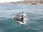 Knowing the Dolphins in Isla Dama, Coquicombo region, Chile