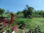 El Dajao Farm, Santiago de Cuba.