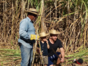 Sugar cane plantation