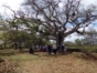 Ruins of the coffee plantation La Dionisia-Horse riding-Matanzas-Cuba (9)