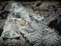 Crocodiles-Ciénaga de Zapata fauna-Playa Girón-Matanzas-Cuba