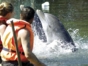 Swimming with dolphins-Crucero del Sol-Varadero-Cuba