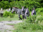 National Zoo of Cuba-Havana