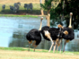 National Zoo, Havana City