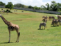 National Zoo of Cuba-Havana