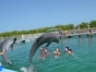 Dolphins at Cayo Guillermo dolphinarium