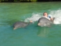 Dolphins at Cayo Guillermo dolphinarium