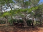 Ruins of the coffee plantation La Dionisia-Matanzas-Cuba