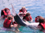 “Swimming with Dolphins in Cayo Santa María“ Tour