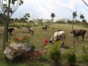 Vista Hermosa Farm-Havana-Cuba