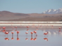 Flamingos in the Uyuni Salt Flat