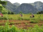 Cycling in Viñales