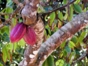 Cacao, Baracoa, Cuba