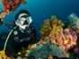 "Diving in Cayo Levisa” Tour