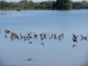 Birdwatching in Salinas de Brito