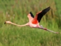 Birdwatching in Salinas de Brito