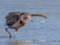 Birdwatching in Salinas de Brito