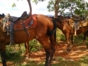 “Horseback Riding Through the Valle del Palmarito” Tour