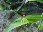 Orchids, Loma de  Canagua