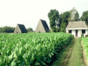 Tobacco plantation-vinales-cuba