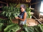 Thread of tobacco leaves-Viñales-Pinar del Río-Cuba