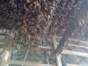 Tobacco harvest ready for production-Viñales-Pinar del Río-Cuba