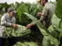 Tobacco collection-Viñales-Pinar del Río1