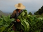 Tobacco collection-Viñales-Pinar del Río