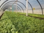 Tobacco plantation-Viñales-Pinar del Río-Cuba