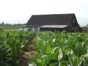 Tobacco plantation-Viñales-Pinar del Río-Cuba