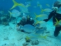 Scuba diving in Trinidad. Cuba