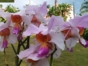 Soroa Orchidarium