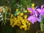 Soroa Orchidarium