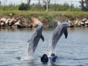 Dolphinarium, Cienfuegos city.