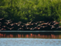 Guanaroca lagoon park